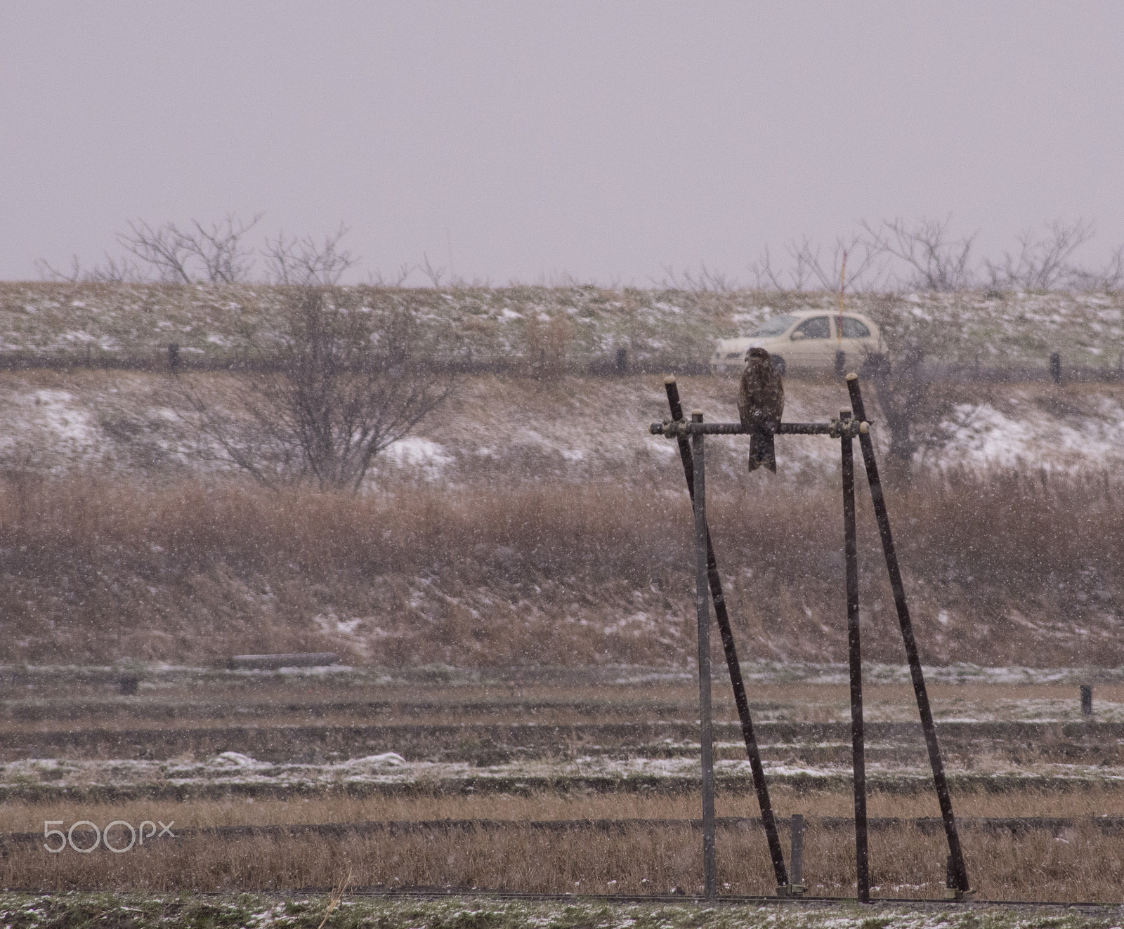 smc PENTAX-DA L 55-300mm F4-5.8 ED sample photo. "鷹"hawk photography