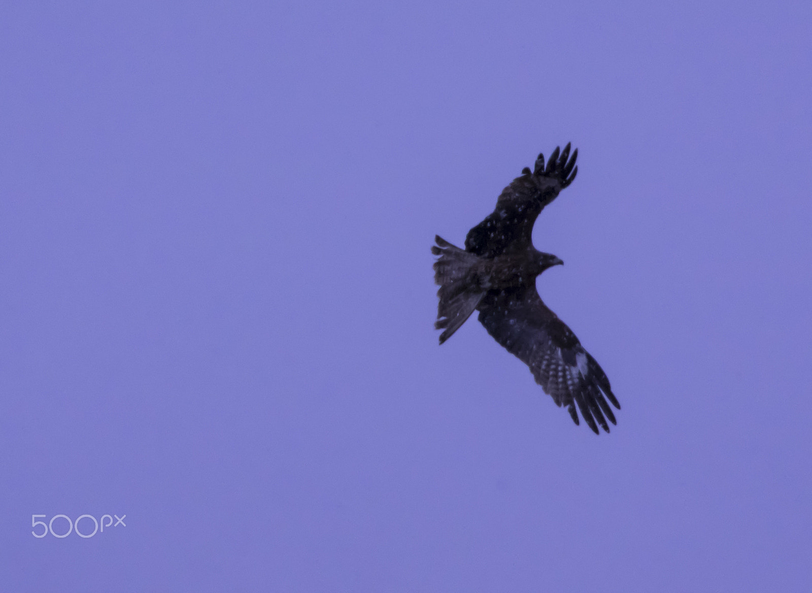 smc PENTAX-DA L 55-300mm F4-5.8 ED sample photo. "鷹"hawk photography