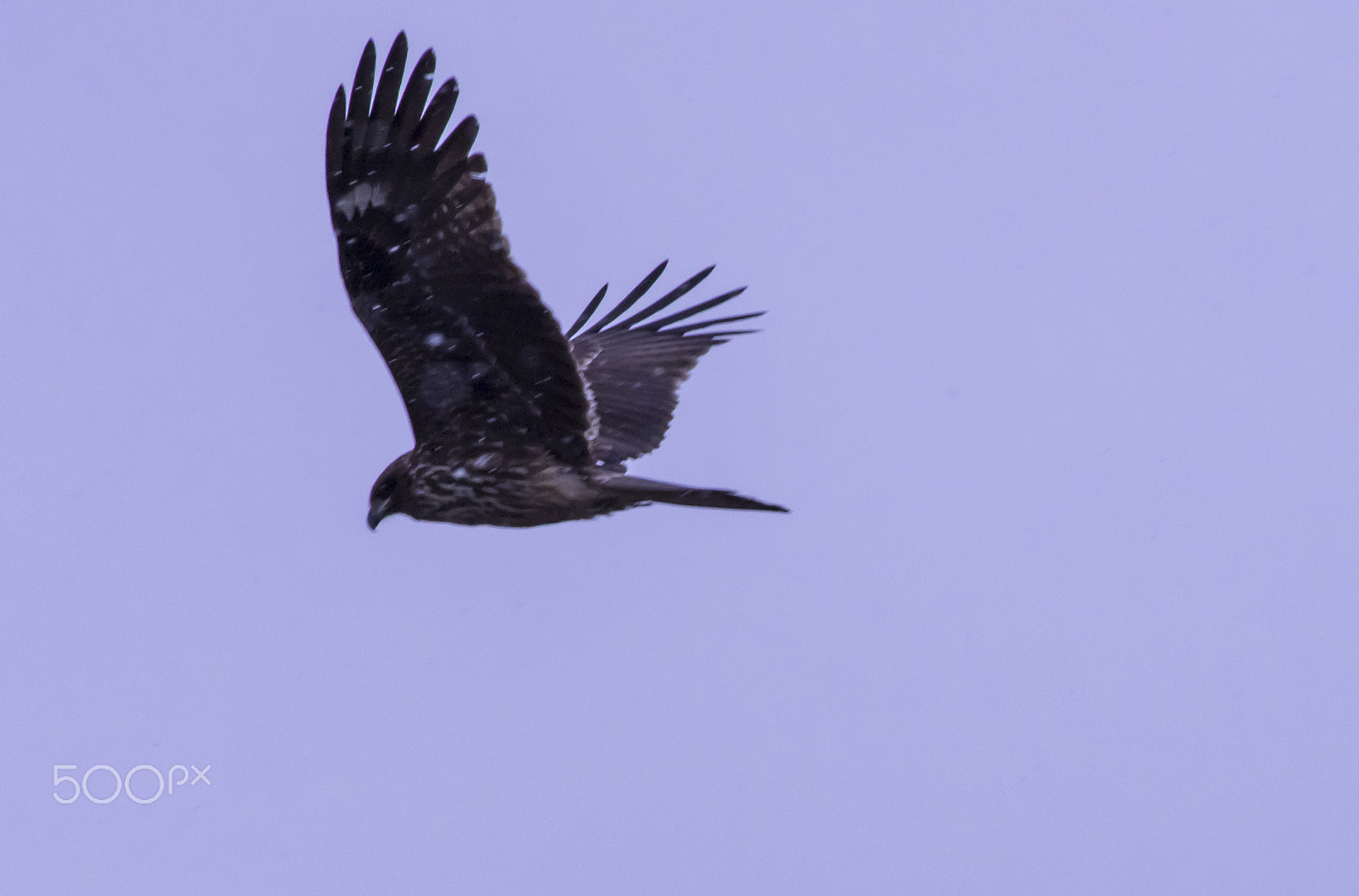 smc PENTAX-DA L 55-300mm F4-5.8 ED sample photo. "鷹"hawk photography