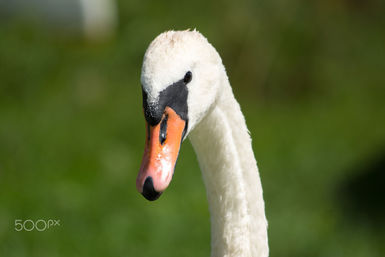 Sigma 150-500mm F5-6.3 DG OS HSM sample photo. Fa199 photography