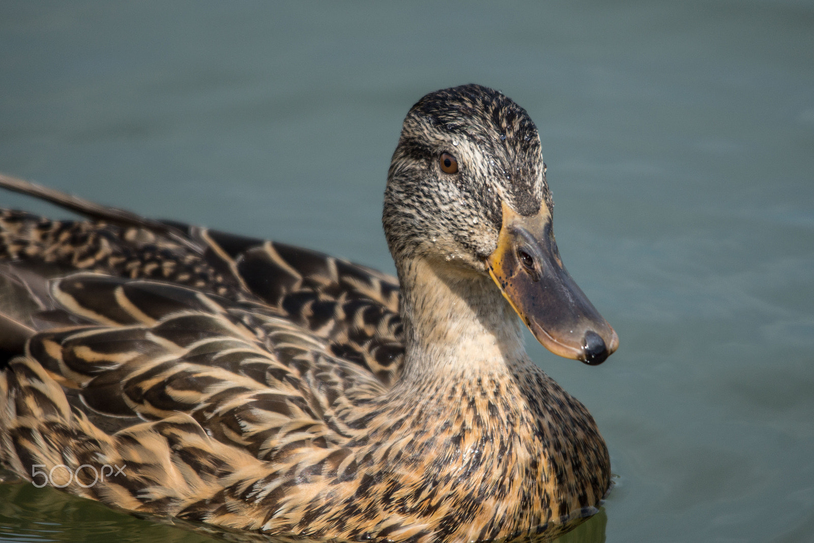 Sigma 150-500mm F5-6.3 DG OS HSM sample photo. Fa200 photography