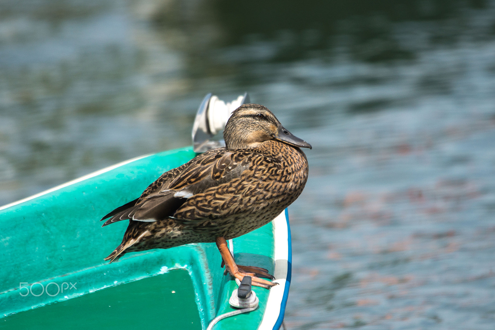 Sigma 150-500mm F5-6.3 DG OS HSM sample photo. Fa201 photography