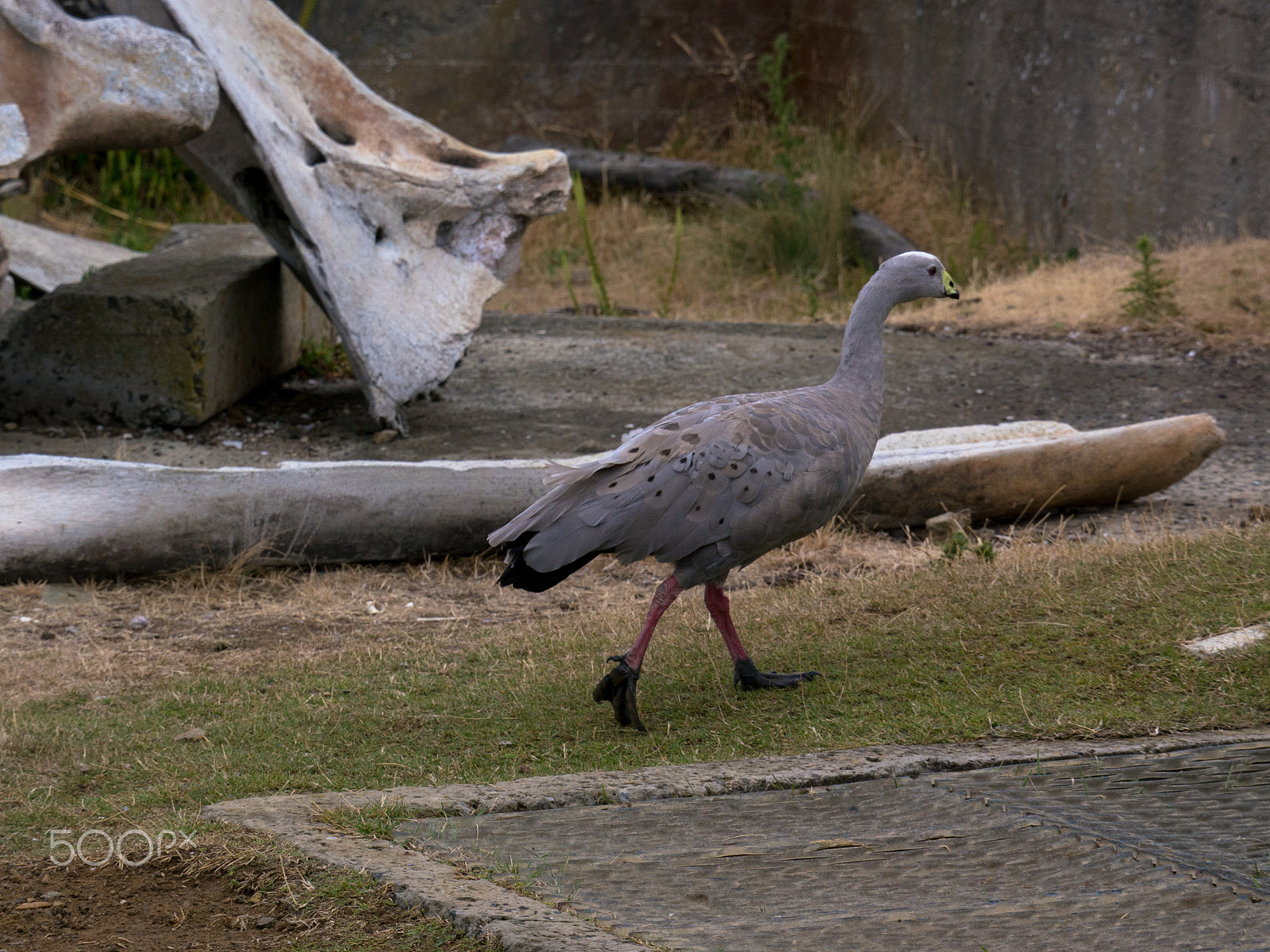 Panasonic Lumix DMC-GH2 sample photo. Whale bones & cape barren goose photography