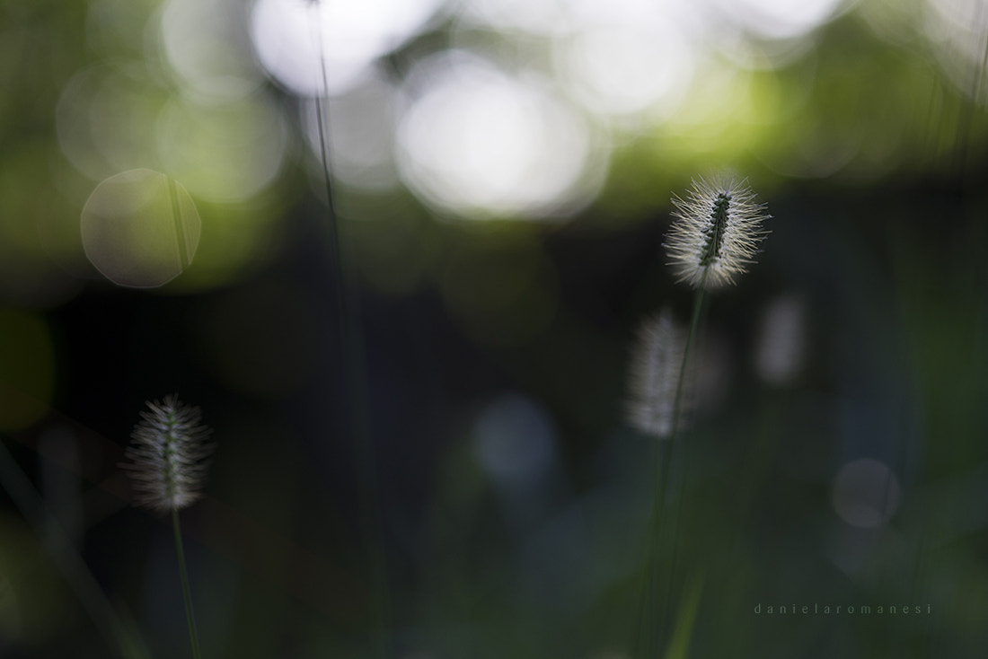 ZEISS Makro-Planar T* 100mm F2 sample photo. Simplicity photography