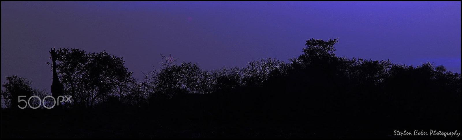 Canon EF 100-400mm F4.5-5.6L IS II USM sample photo. Giraffe twilight photography