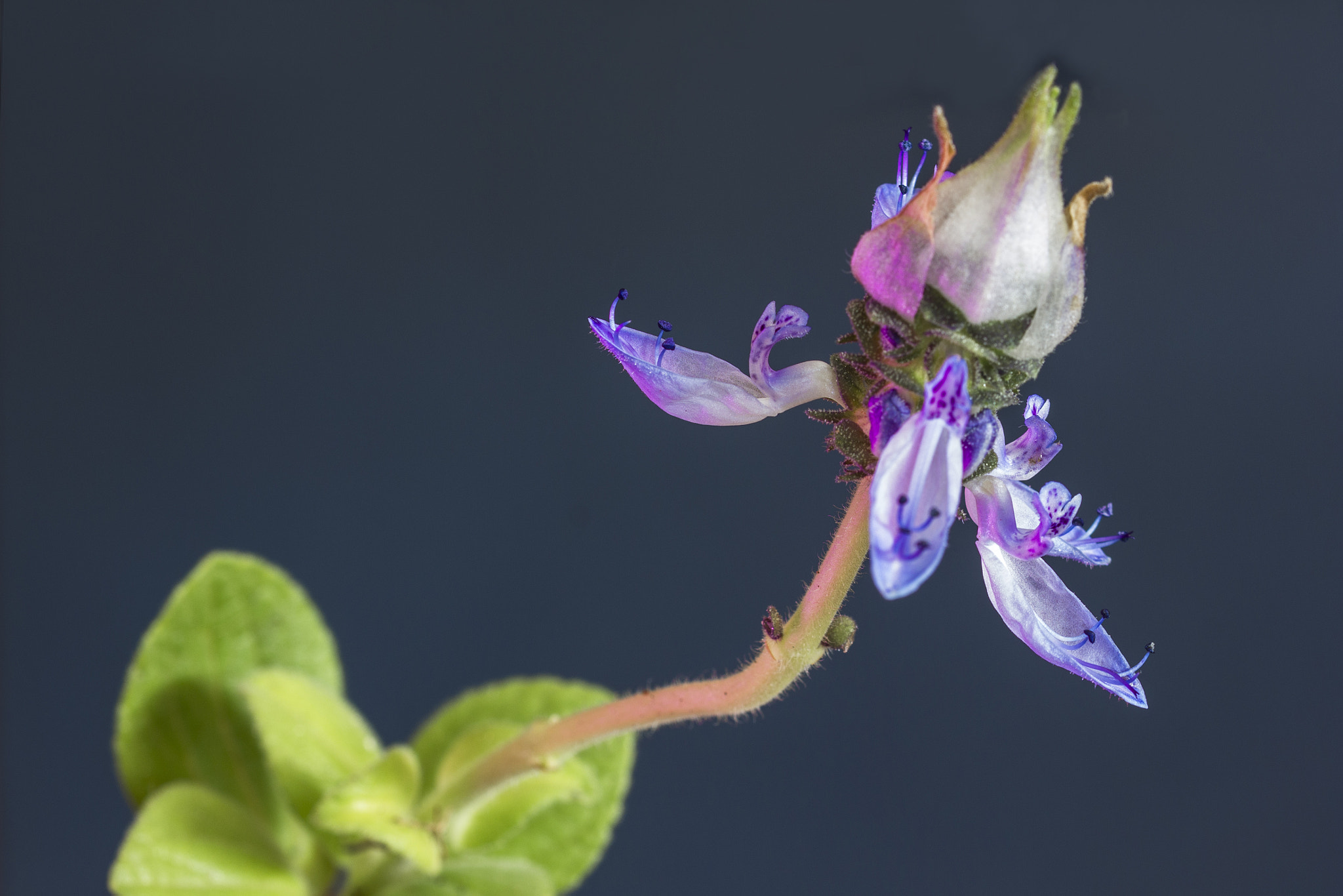 Sigma 105mm F2.8 EX DG OS HSM sample photo. Ilusionista... photography
