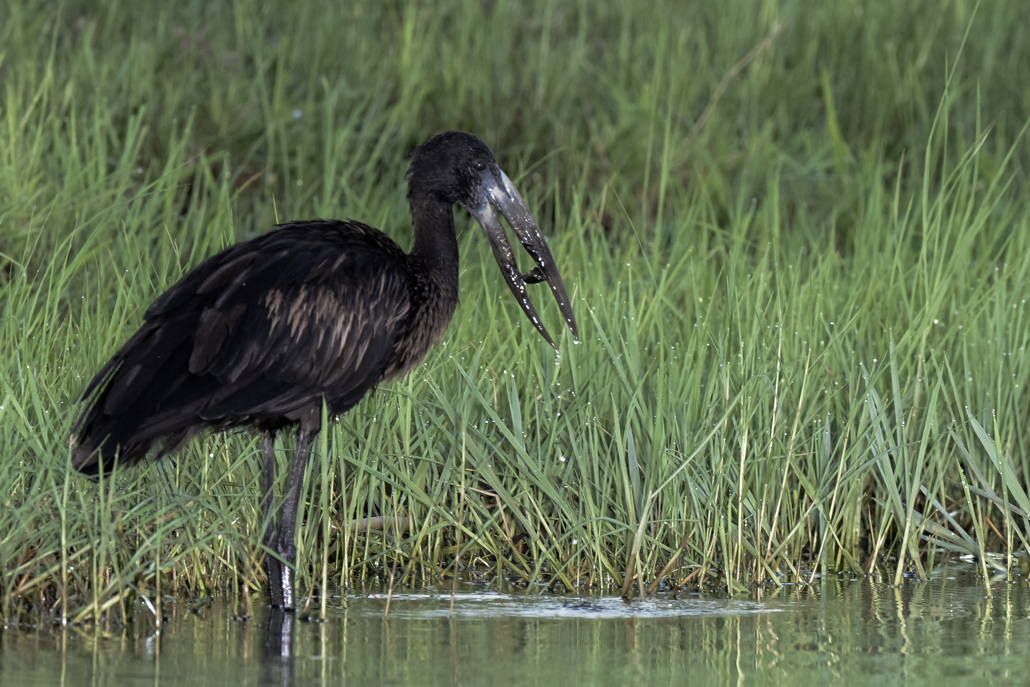 Nikon AF-S Nikkor 500mm F4D ED-IF II sample photo. African open-billed stork photography