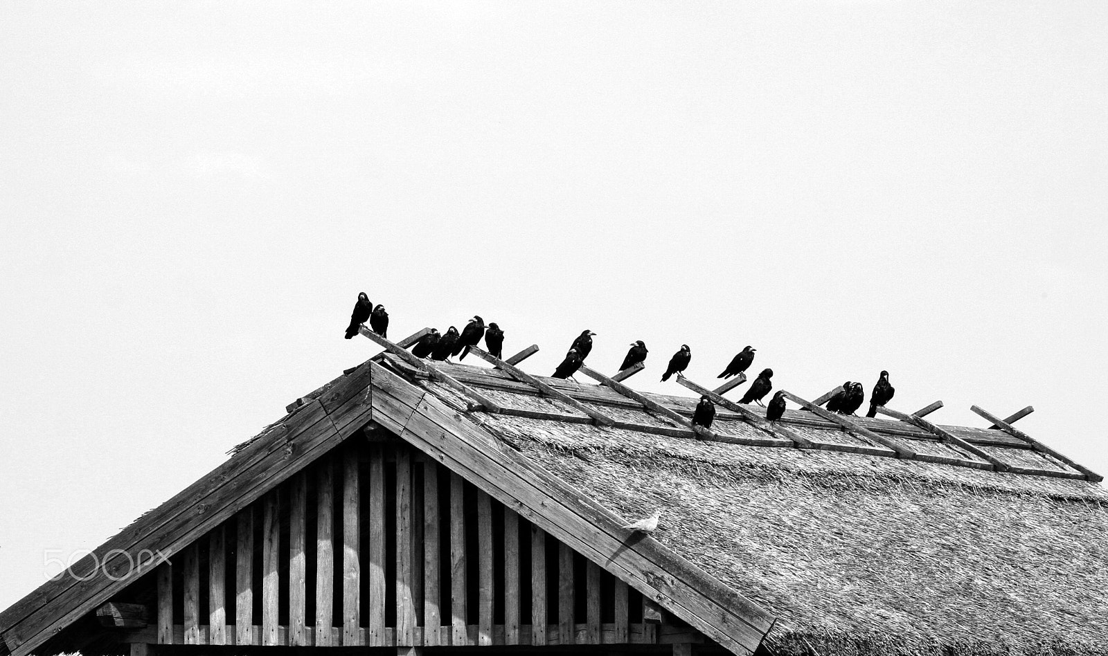 Canon EOS 350D (EOS Digital Rebel XT / EOS Kiss Digital N) + Canon EF 50mm f/1.8 sample photo. Crows photography