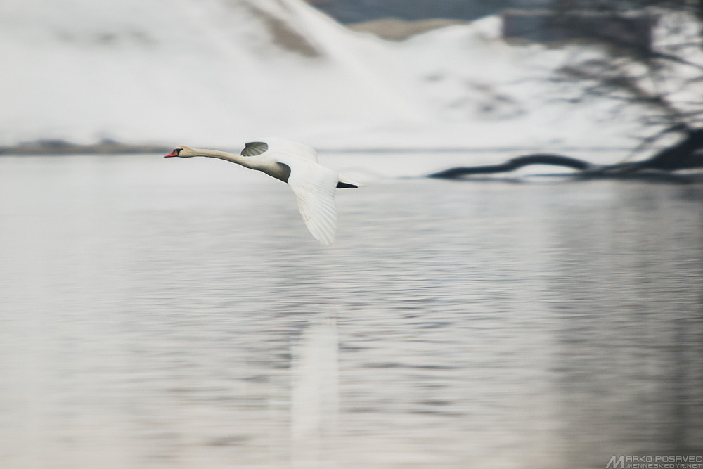 Olympus E-5 + SIGMA 50-500mm F4-6.3 DG HSM sample photo. Gliding swan photography