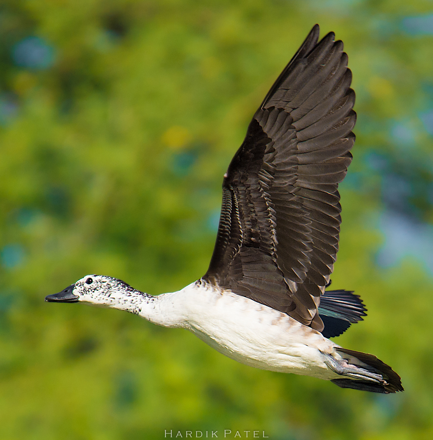 Nikon D4S sample photo. The flight.. photography