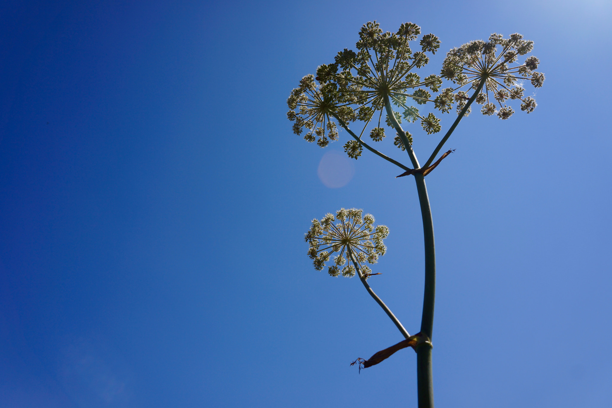 Tamron 18-200mm F3.5-6.3 Di III VC sample photo. Moscow oblast, 2014 photography