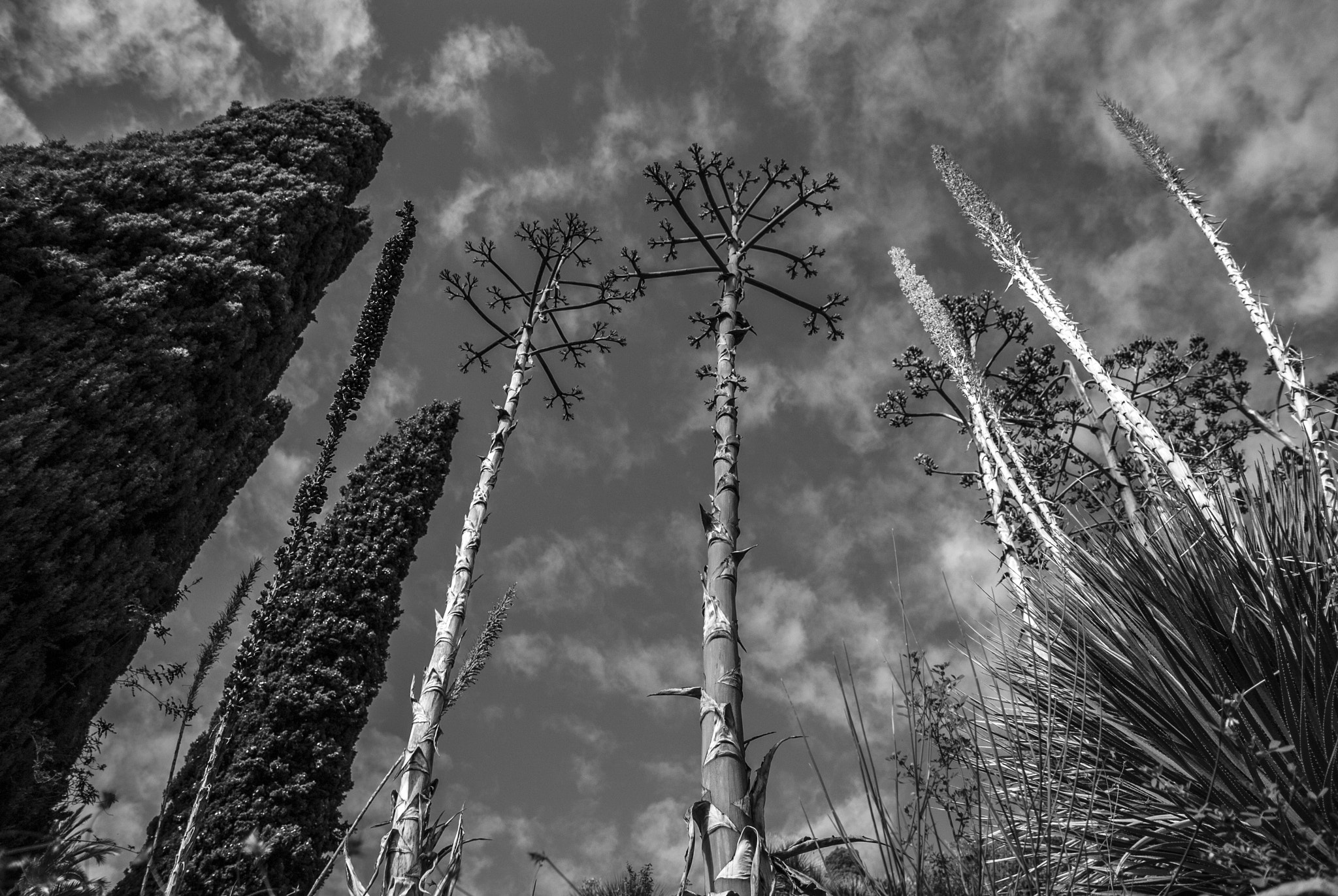 Sigma 17-50mm F2.8 EX DC OS HSM sample photo. Under the mediterranean sky photography