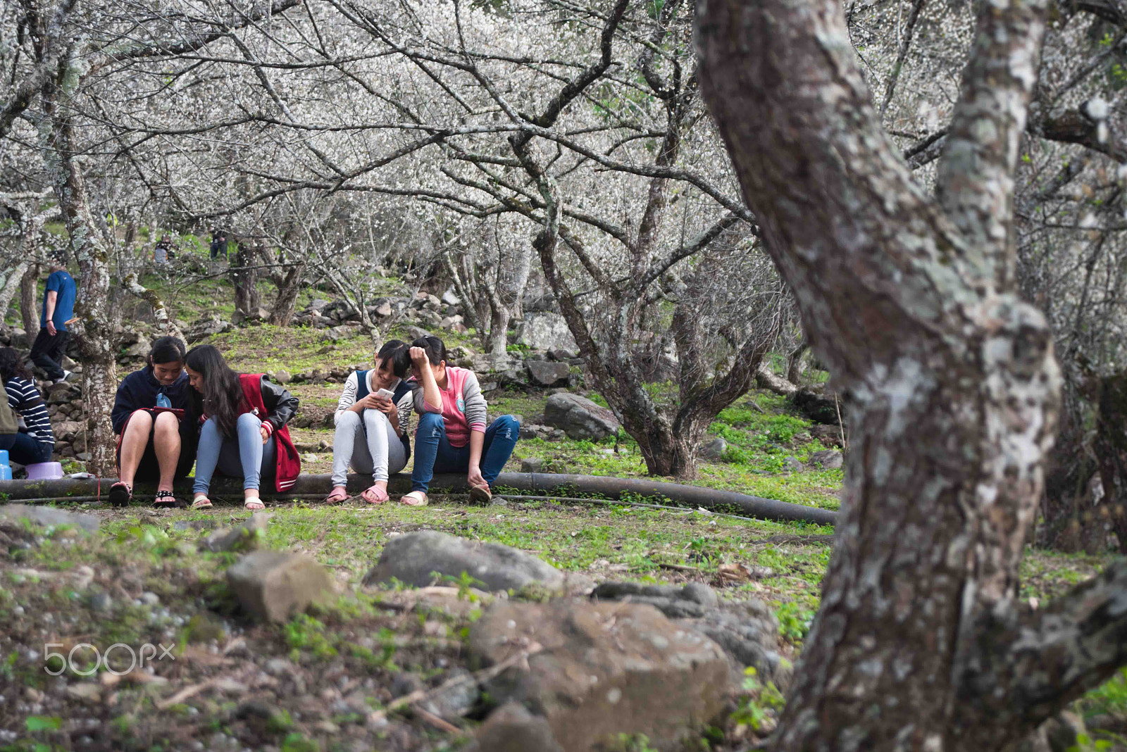 Tamron AF 28-80mm F3.5-5.6 Aspherical sample photo. Happy hour under a tree photography