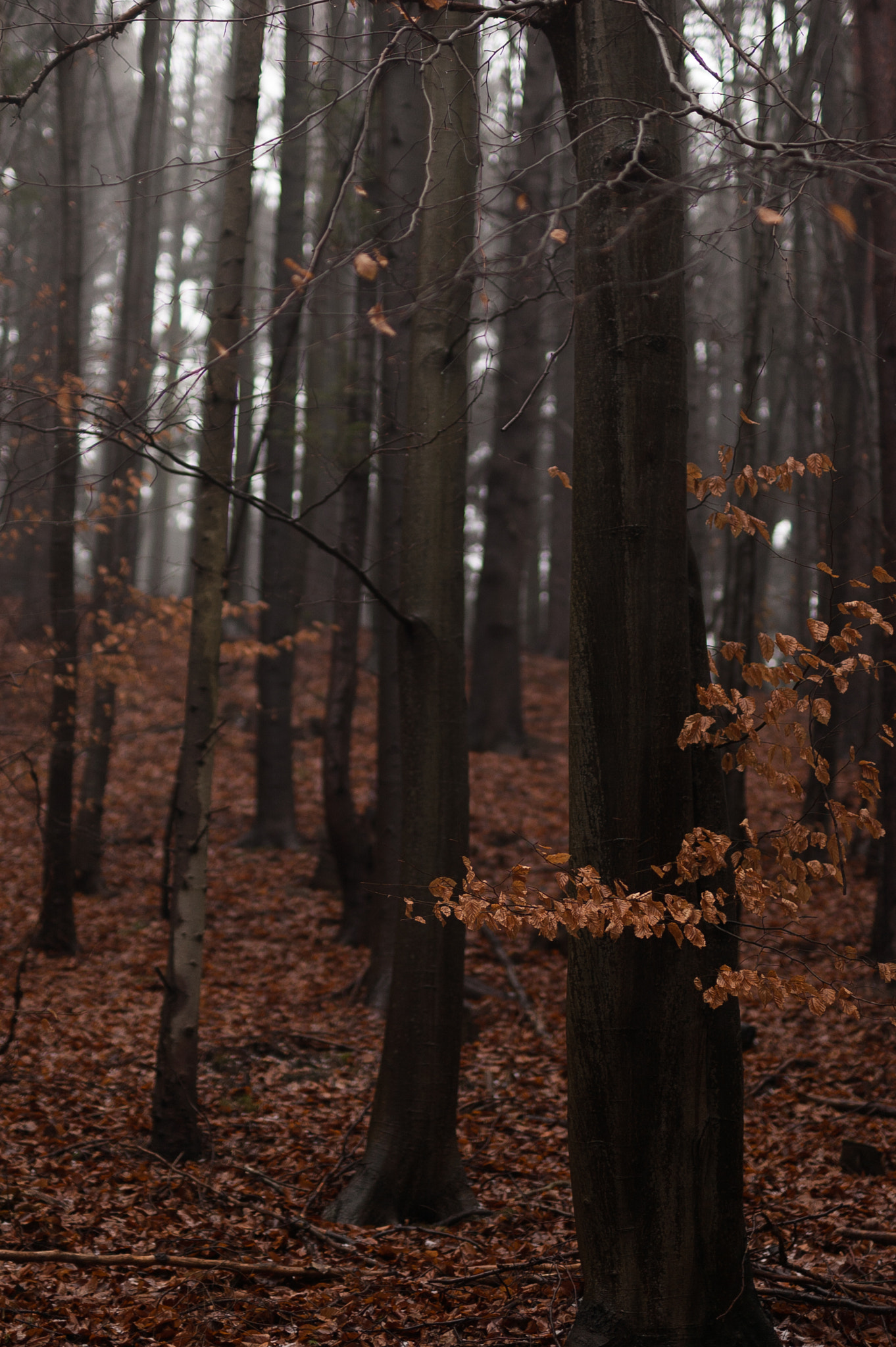 Nikon D40 + Sigma 50mm F1.4 DG HSM Art sample photo. Foggy afternoon photography