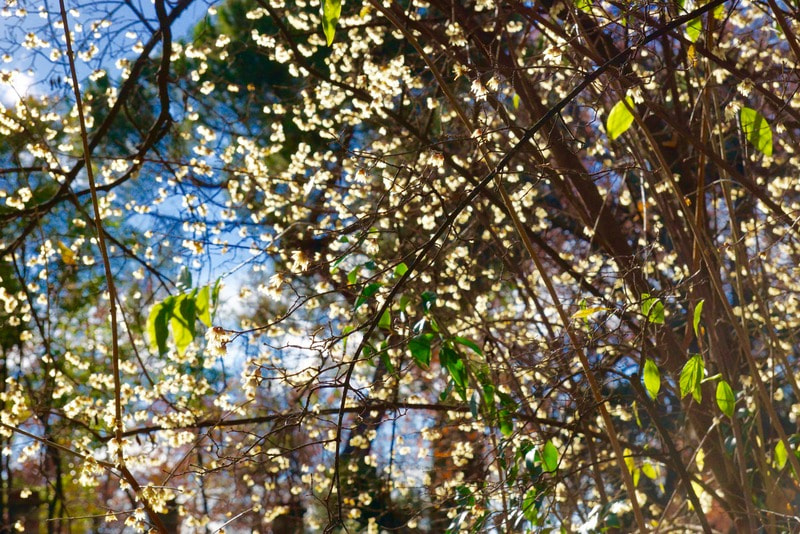 Sony SLT-A77 sample photo. Botanical garden madrid photography