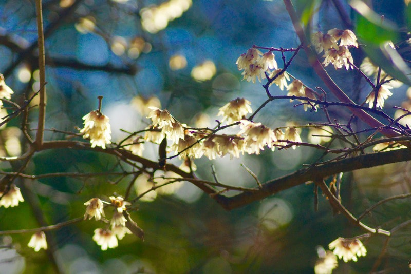 Sony SLT-A77 sample photo. Botanical garden madrid 2 photography