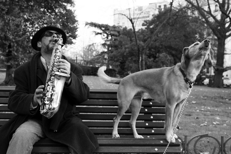 Sony SLT-A77 sample photo. The dog and the saxophone player photography