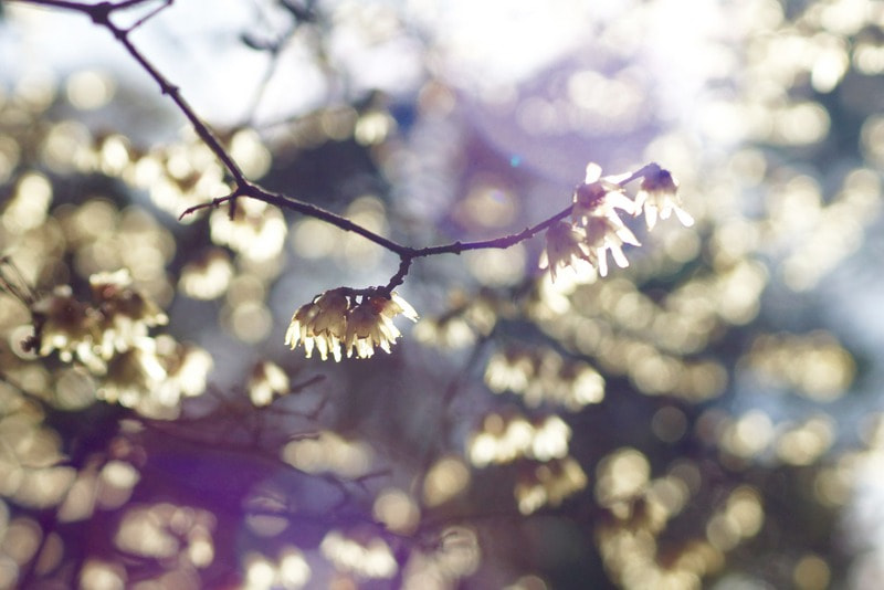 Sony SLT-A77 sample photo. Botanical garden madrid 6 photography