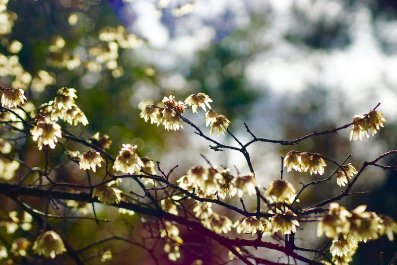 Sony SLT-A77 sample photo. Botanical garden madrid 7 photography