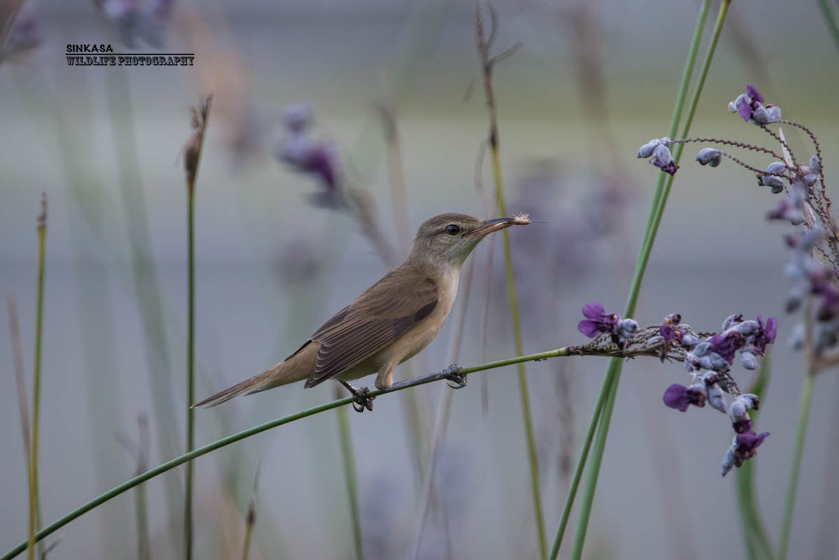 Nikon D800E + Nikon AF-S Nikkor 400mm F2.8G ED VR II sample photo. Oriental reed warbler photography