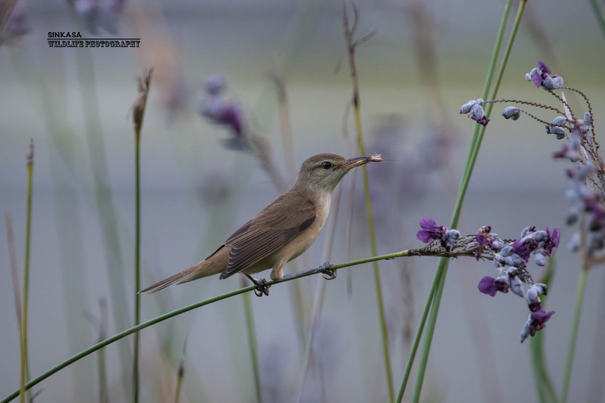 Nikon AF-S Nikkor 400mm F2.8G ED VR II sample photo. Oriental reed warbler photography