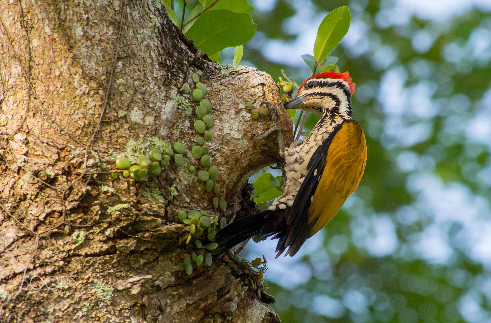 Olympus OM-D E-M5 sample photo. Common flameback pecking at a tree hole photography