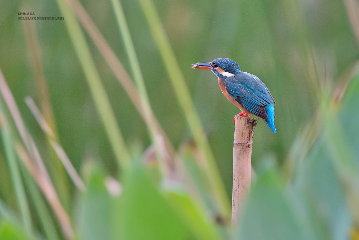 Nikon D800E + Nikon AF-S Nikkor 400mm F2.8G ED VR II sample photo. Common kingfisher with fim photography
