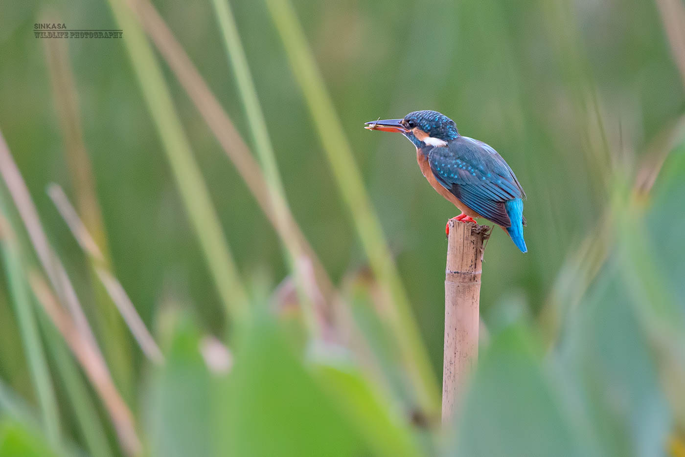 Nikon AF-S Nikkor 400mm F2.8G ED VR II sample photo. Common kingfisher with fim photography