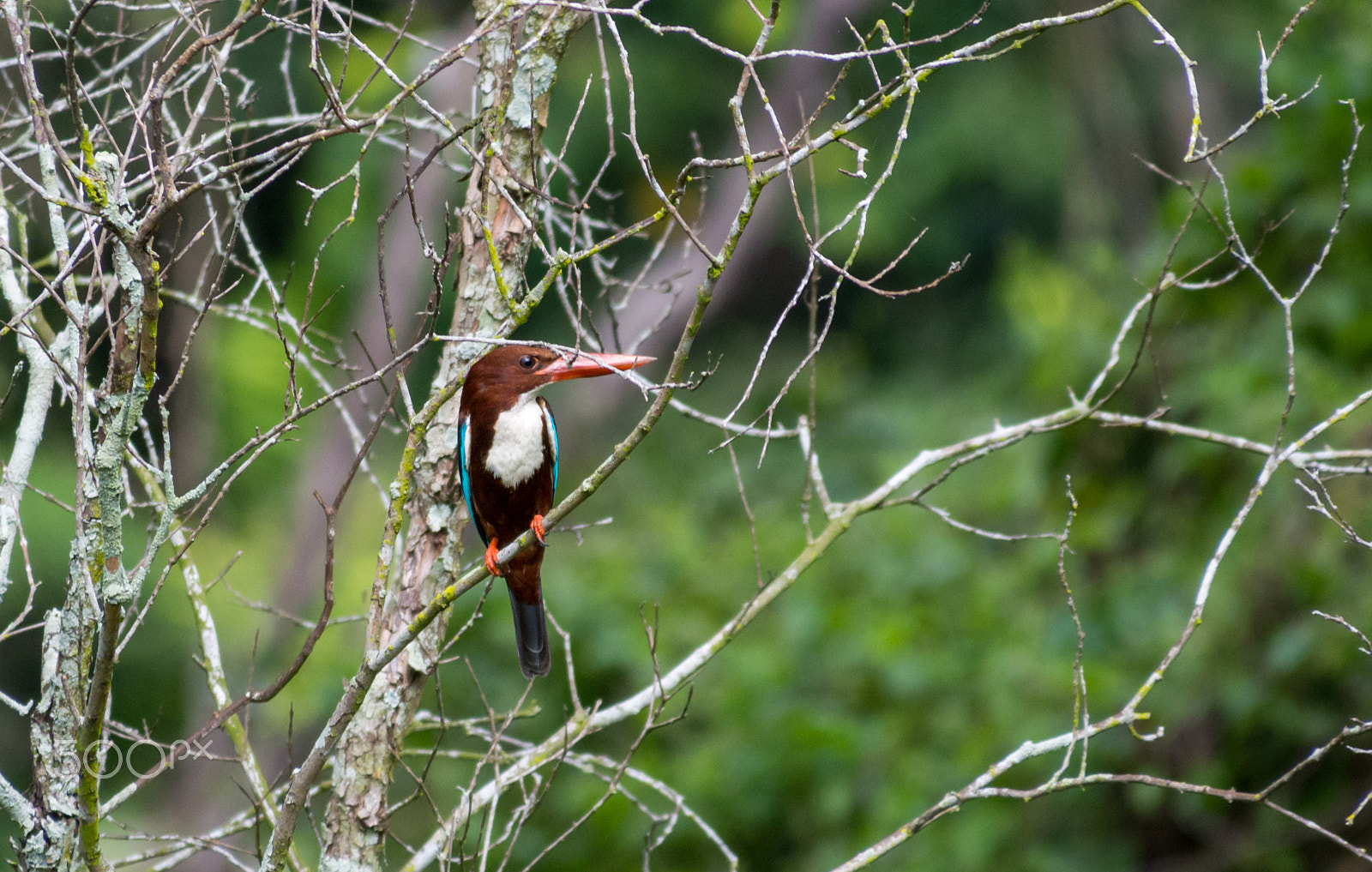 Olympus OM-D E-M5 sample photo. White-throated kingfisher on a bare tree photography