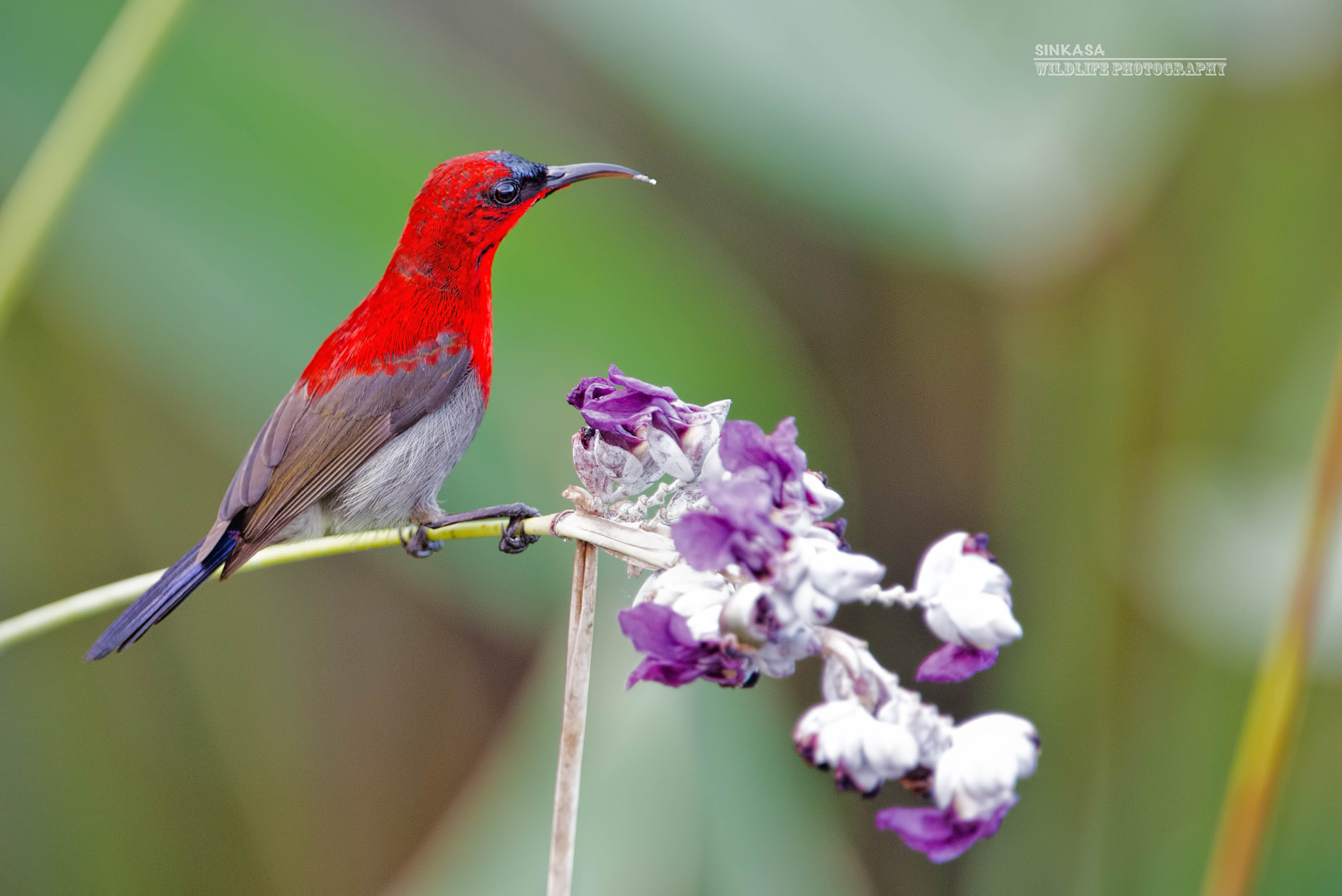Nikon AF-S Nikkor 400mm F2.8G ED VR II sample photo. Crimson sunbird photography