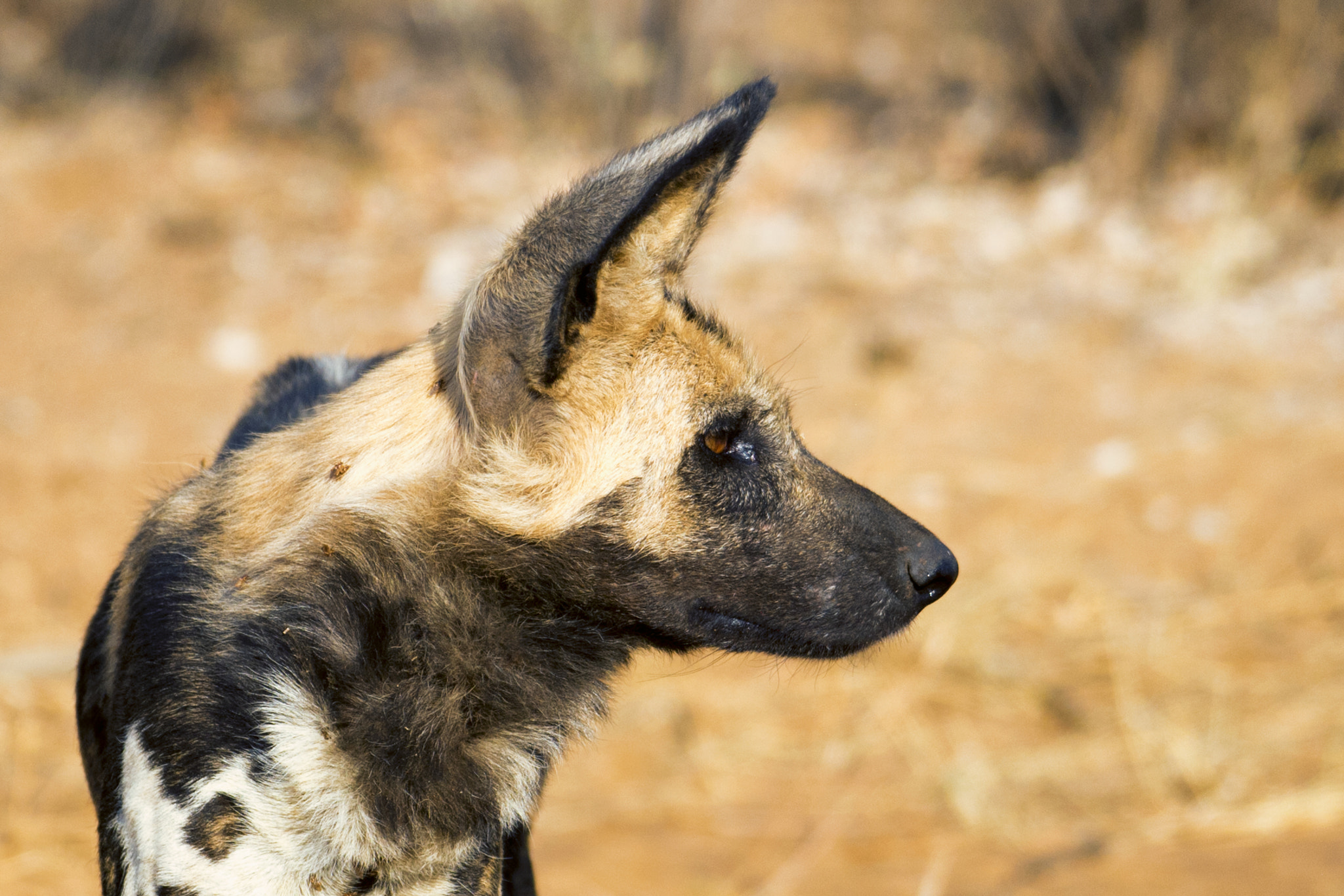 Nikon Df sample photo. Wild dog photography
