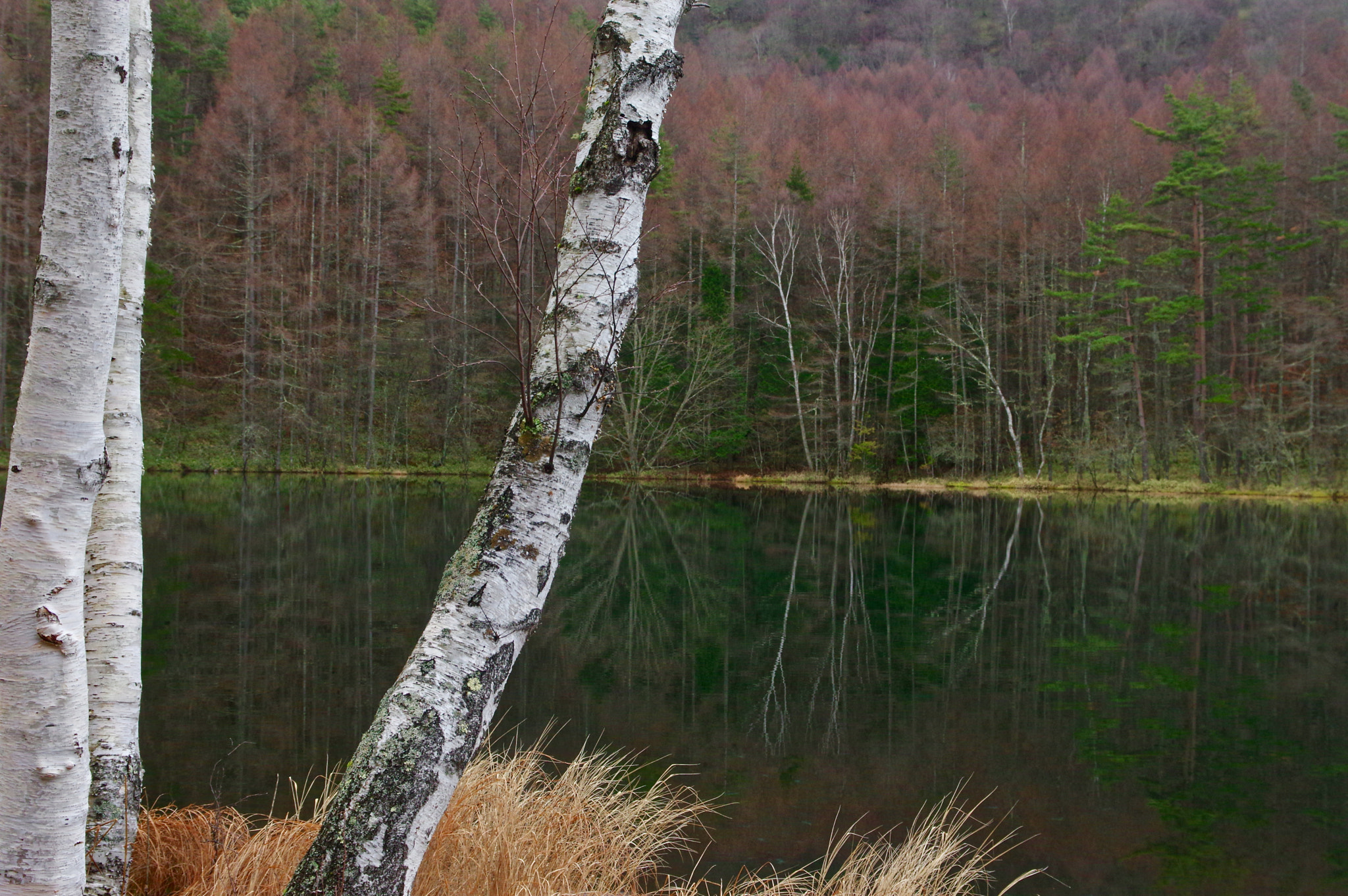 Sigma 17-70mm F2.8-4 DC Macro HSM Contemporary sample photo. Small reflections photography