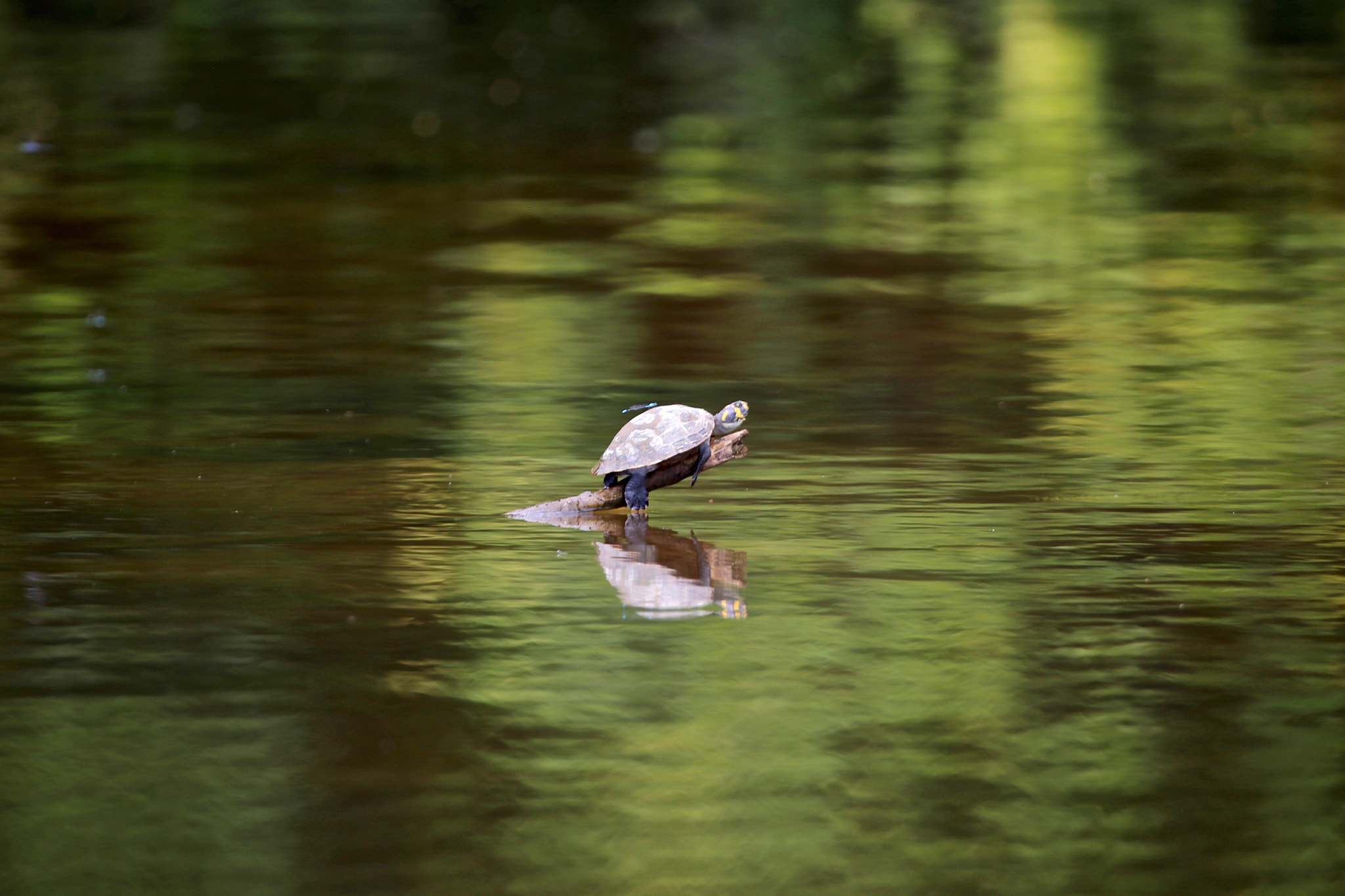 Canon EF 100-400mm F4.5-5.6L IS USM sample photo. Dragonfly on turtle photography