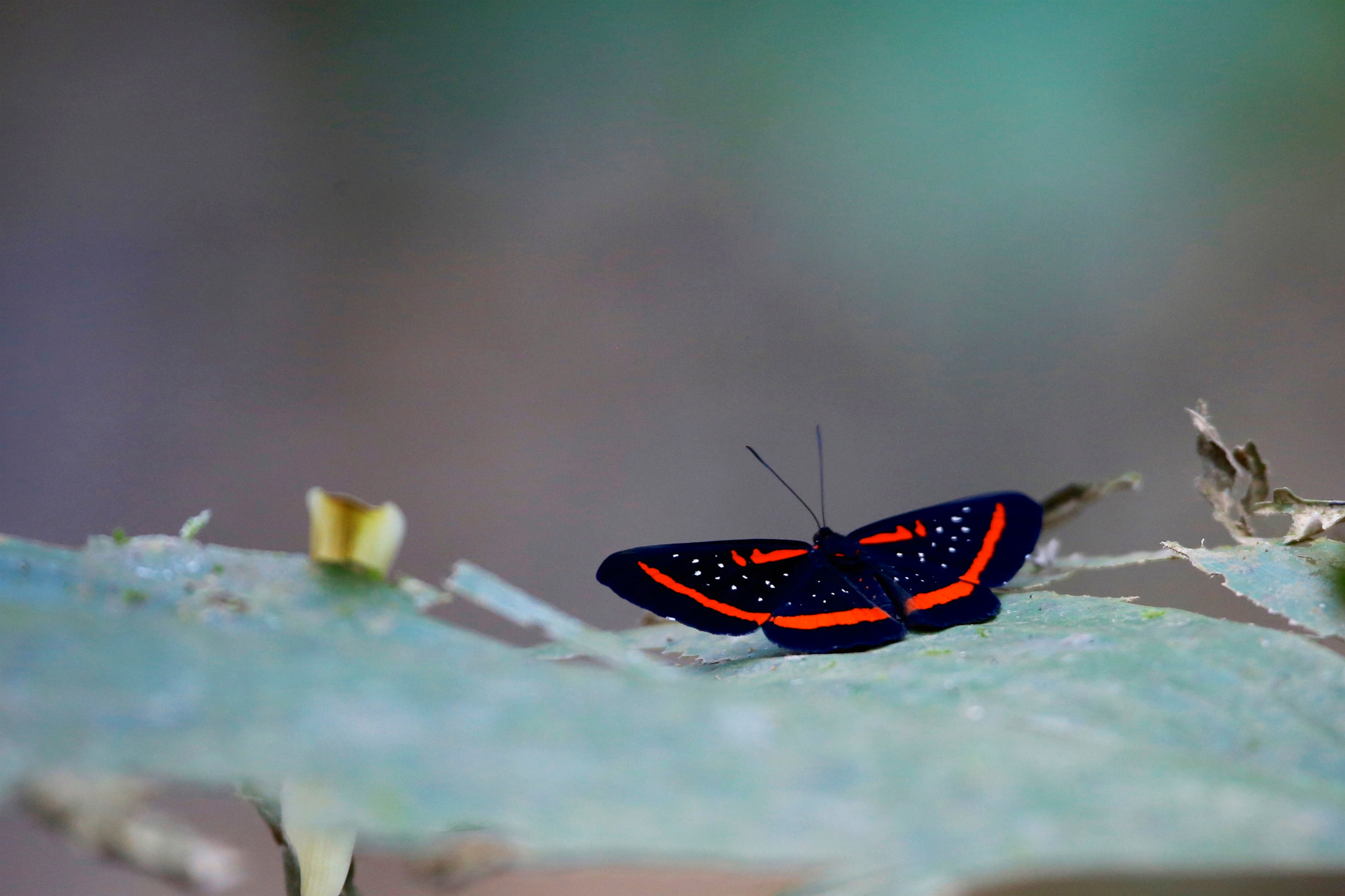 Canon EF 100-400mm F4.5-5.6L IS USM sample photo. Amazonian butterfly photography