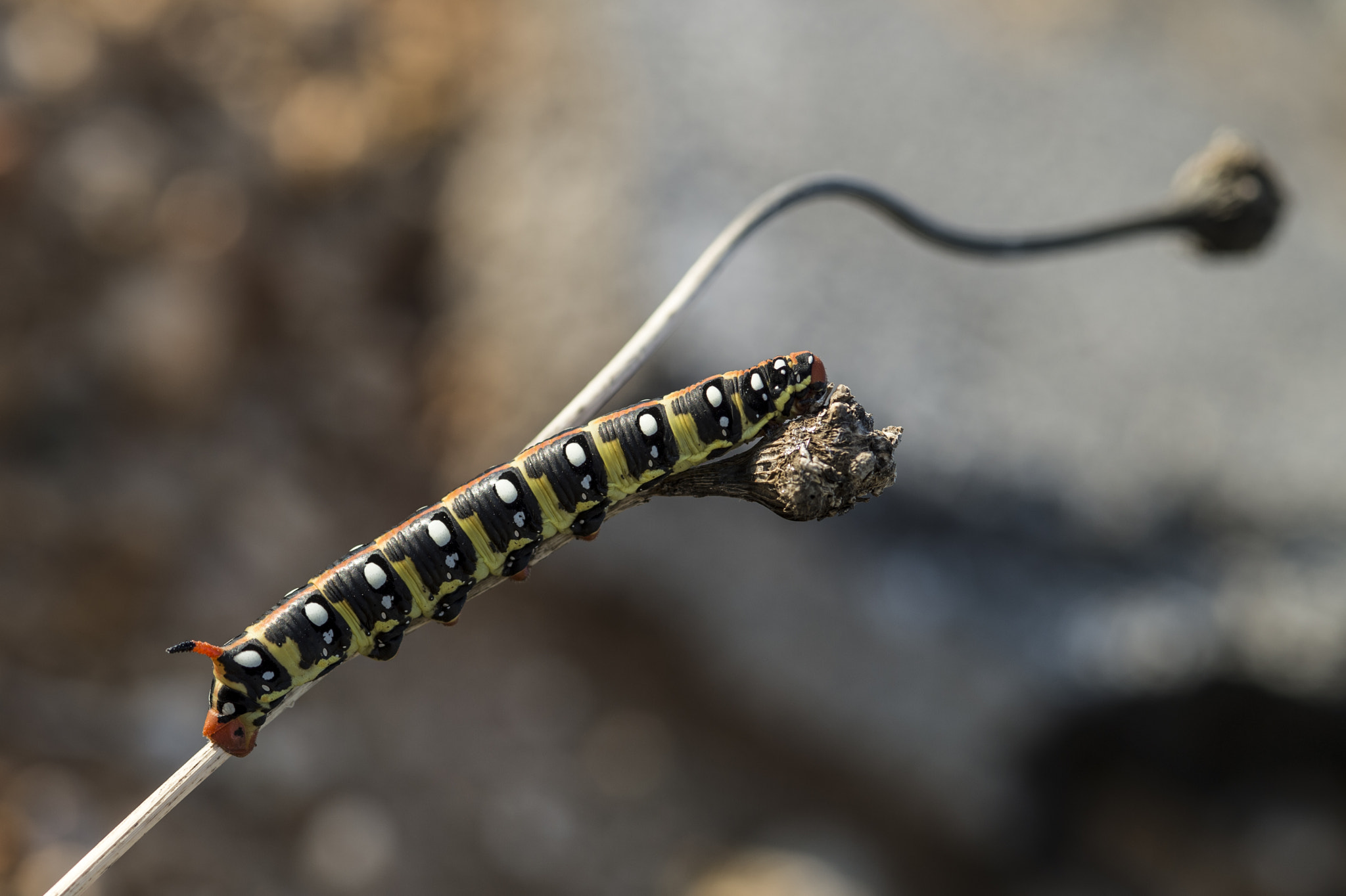 ZEISS Makro-Planar T* 100mm F2 sample photo. Caterpillar photography