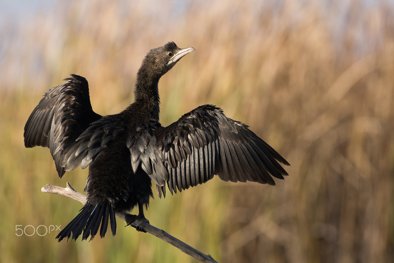 Tamron SP 70-300mm F4-5.6 Di USD sample photo. Pygmy cormorant photography