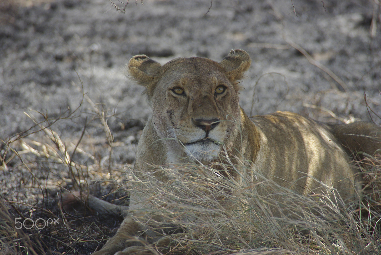 Pentax K200D + Pentax smc DA 18-250mm F3.5-6.3 sample photo. Serengeti lion photography
