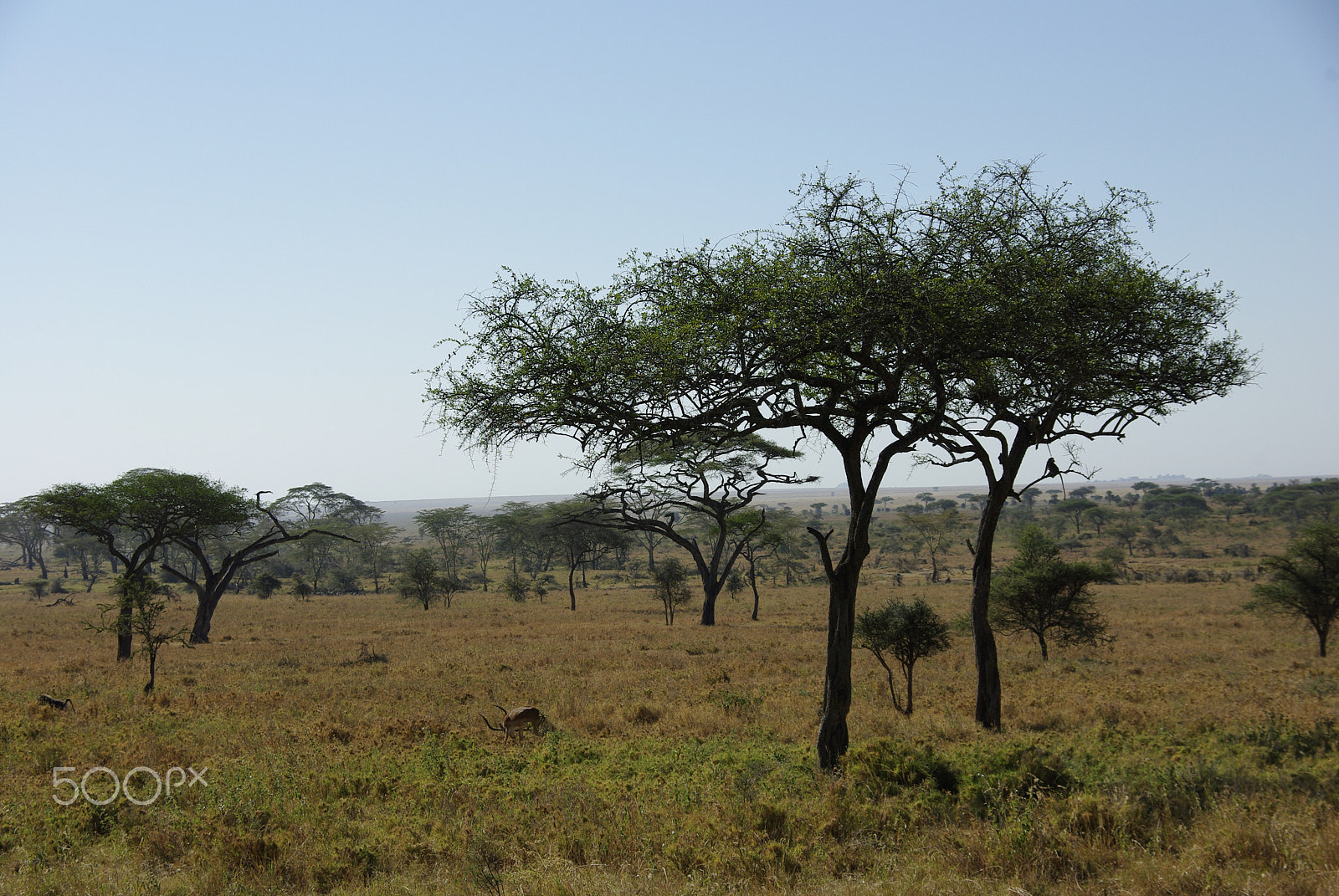 Pentax K200D sample photo. Serengeti oase photography