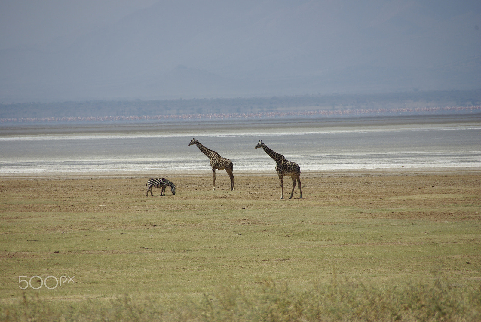 Pentax K200D sample photo. Lake manyara photography