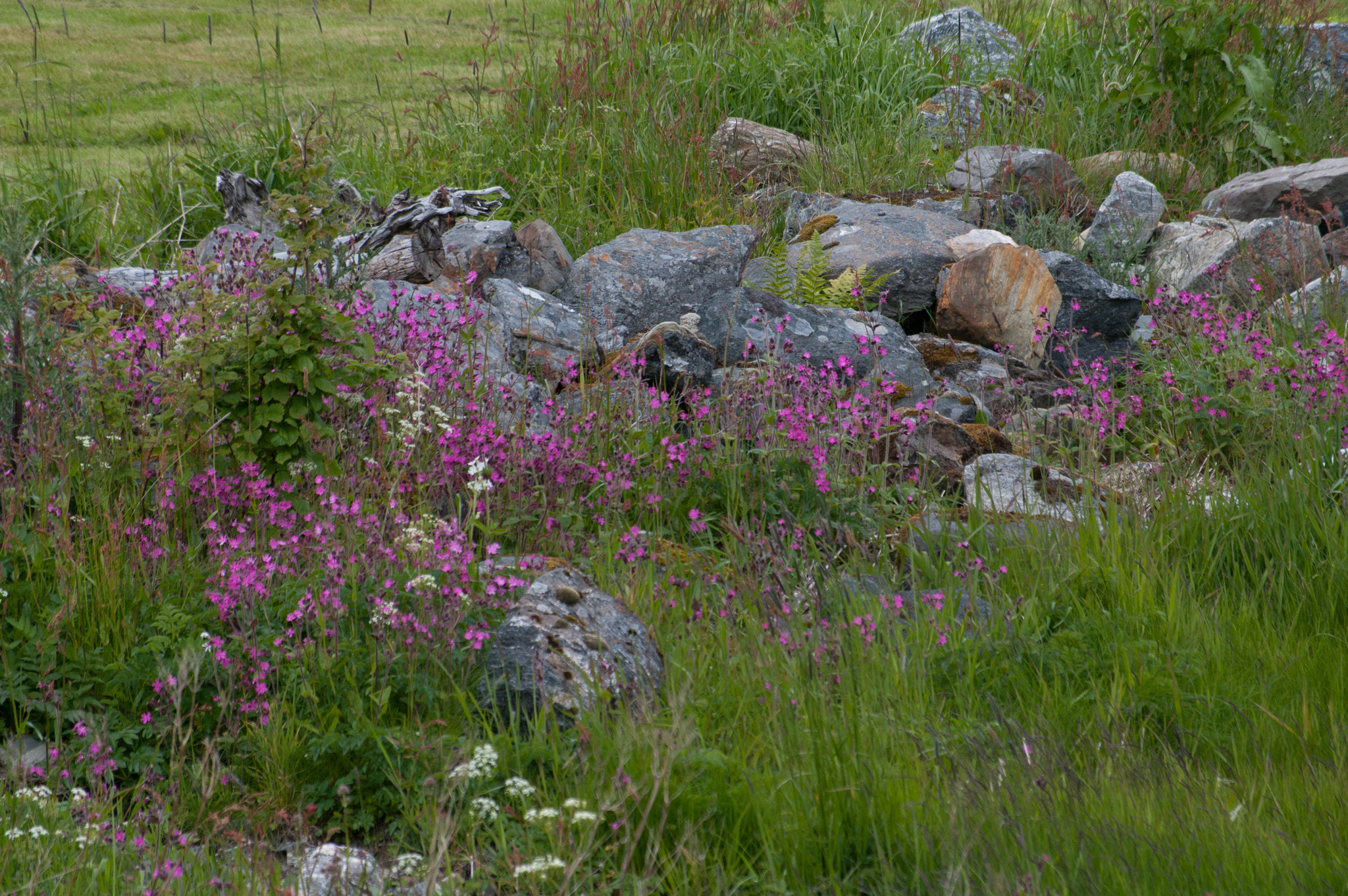 Pentax smc DA 50-200mm F4-5.6 ED WR sample photo. Massif de fleur sauvage photography