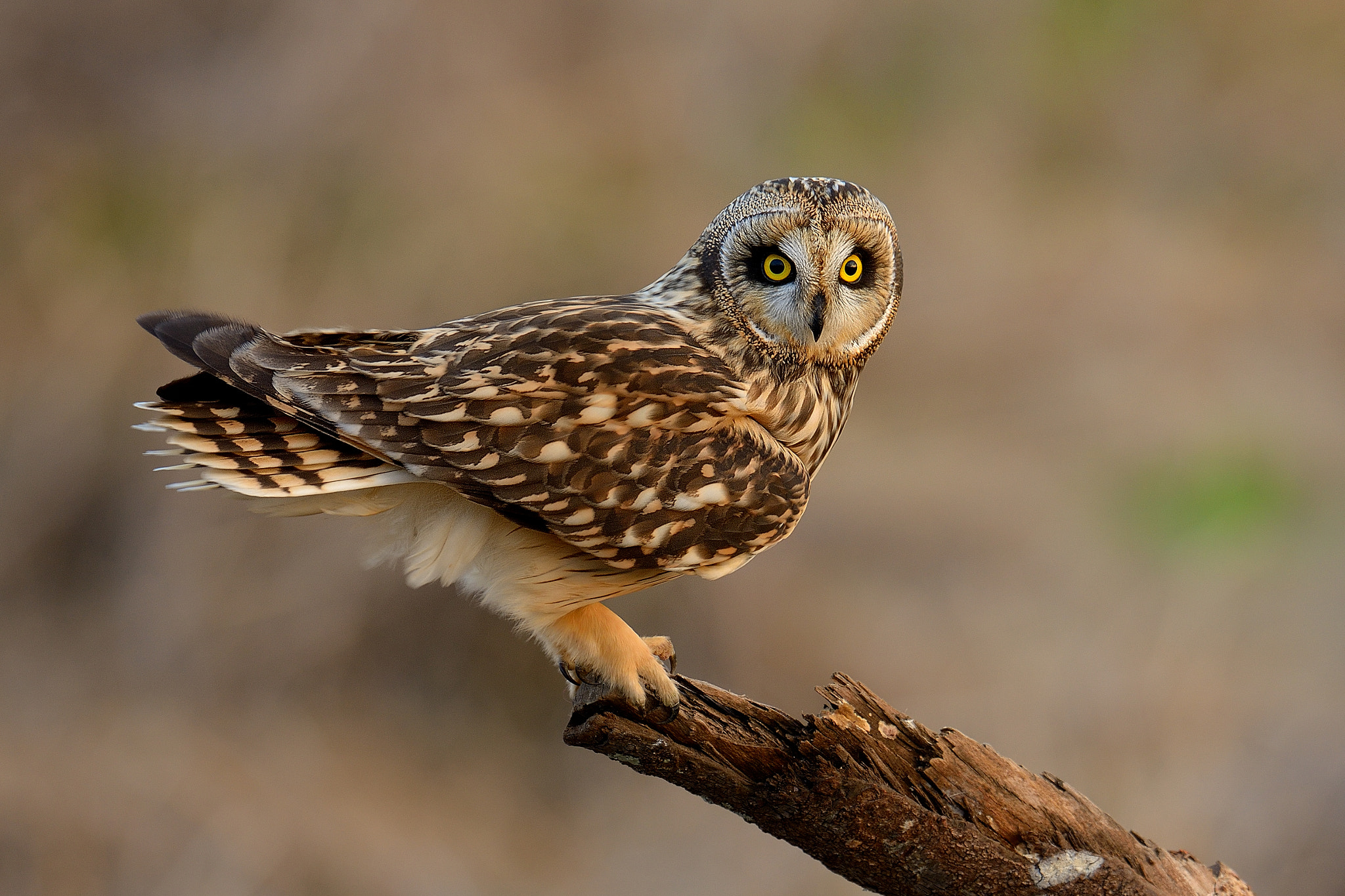 Nikon D800 + Nikon AF-S Nikkor 600mm F4G ED VR sample photo. Short-eared owl！ photography