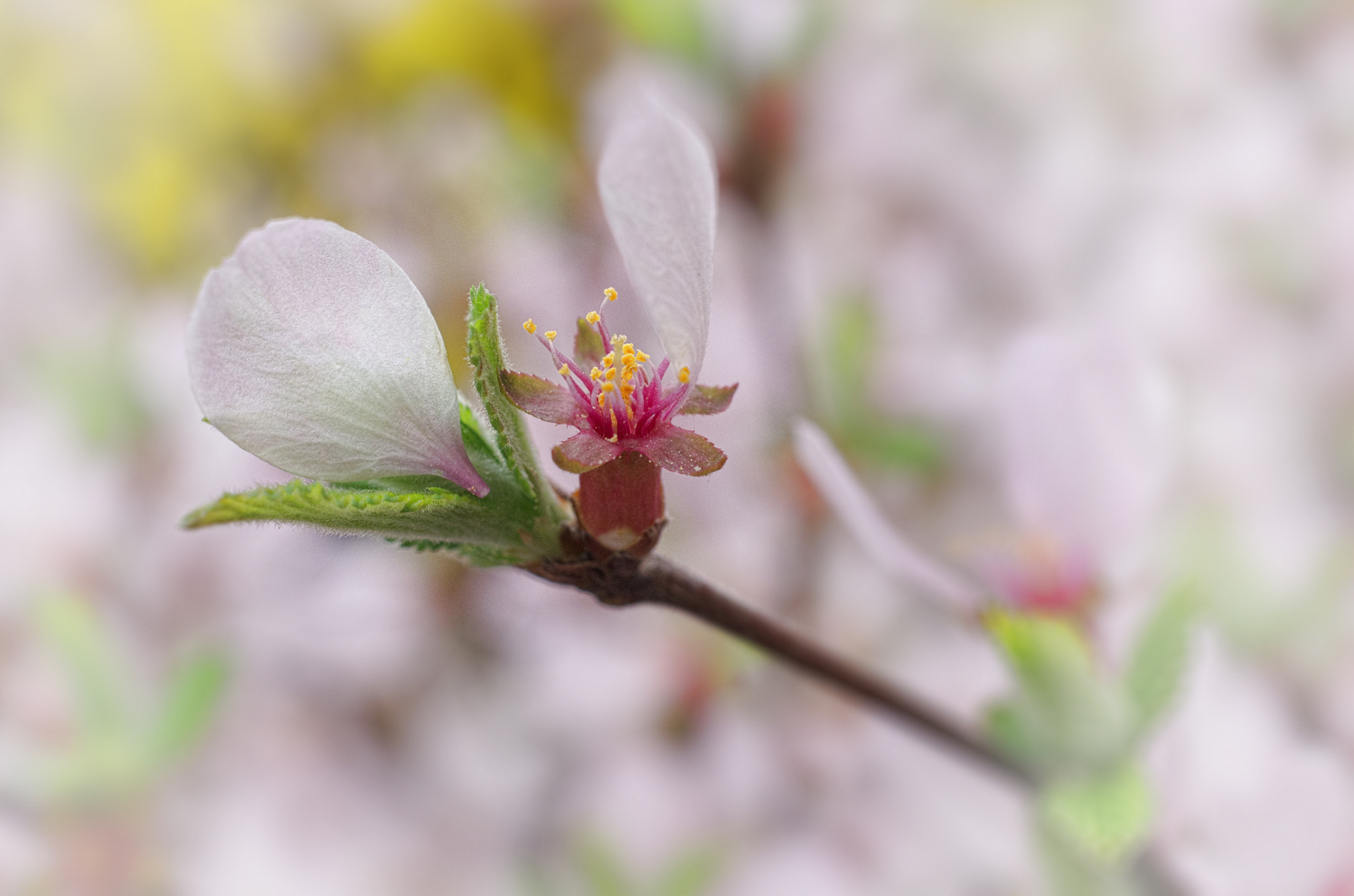 Pentax smc DA 35mm F2.8 Macro Limited sample photo. Blooming photography