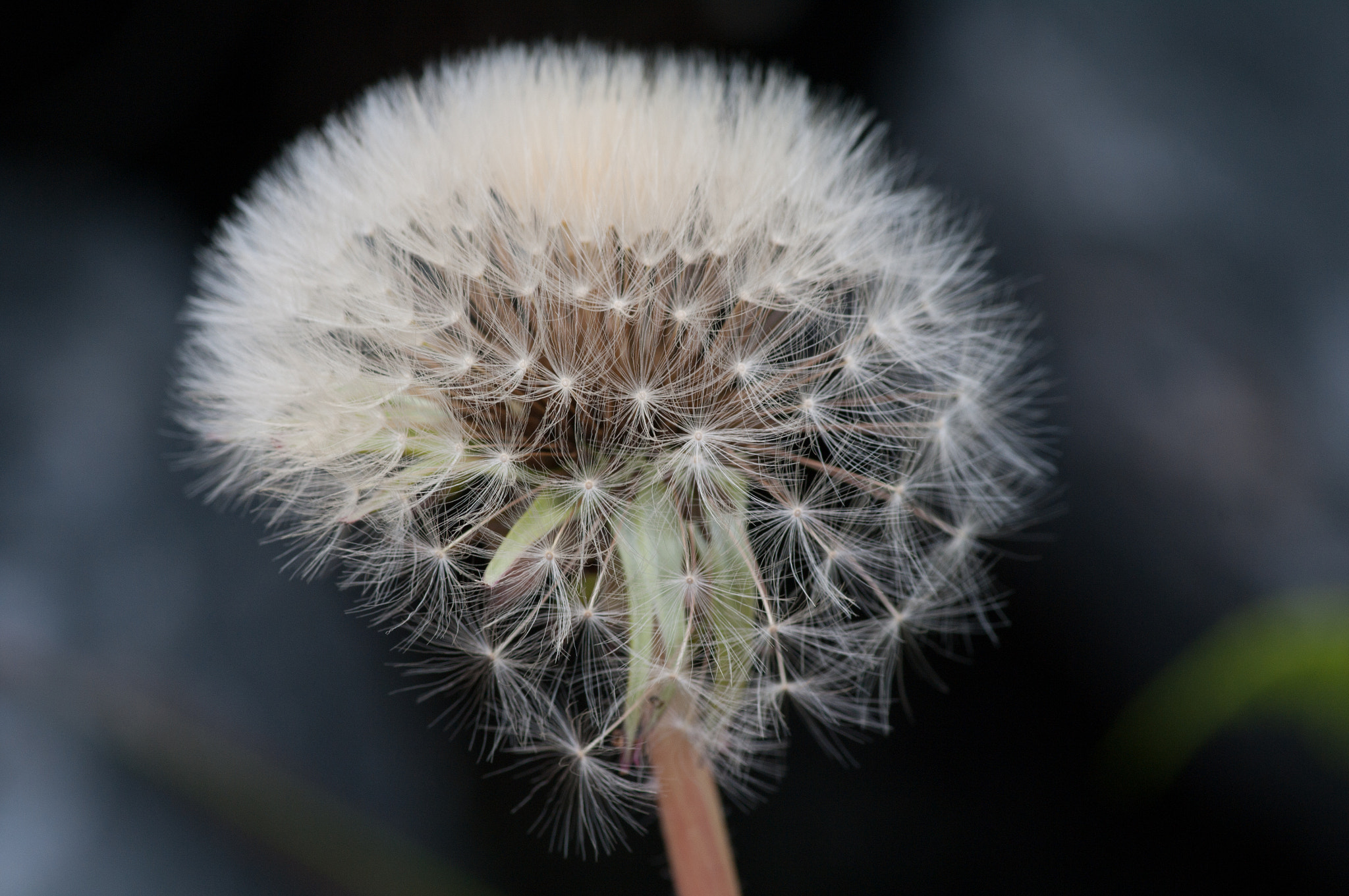 Pentax smc D-FA 100mm F2.8 Macro WR sample photo. Pissenlit photography