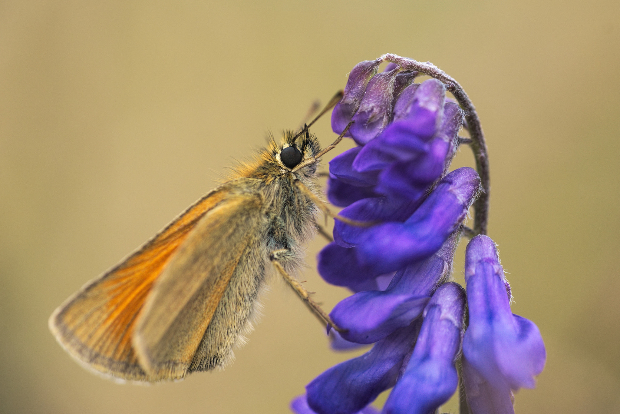 Sony ILCA-77M2 + Sigma 70-300mm F4-5.6 DL Macro sample photo. Orange on purple photography