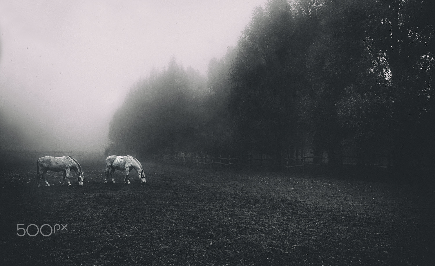 Sony Alpha DSLR-A900 + Tamron SP 24-70mm F2.8 Di VC USD sample photo. Horses in fog photography