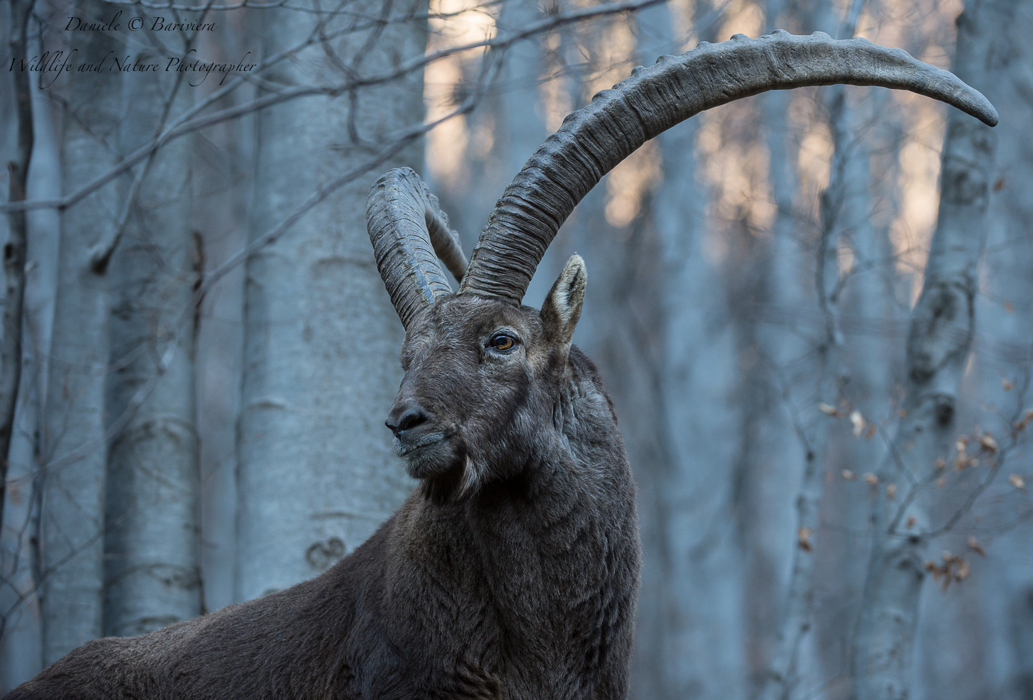 Nikon AF-S Nikkor 200-400mm F4G ED-IF VR sample photo. Stambecco photography