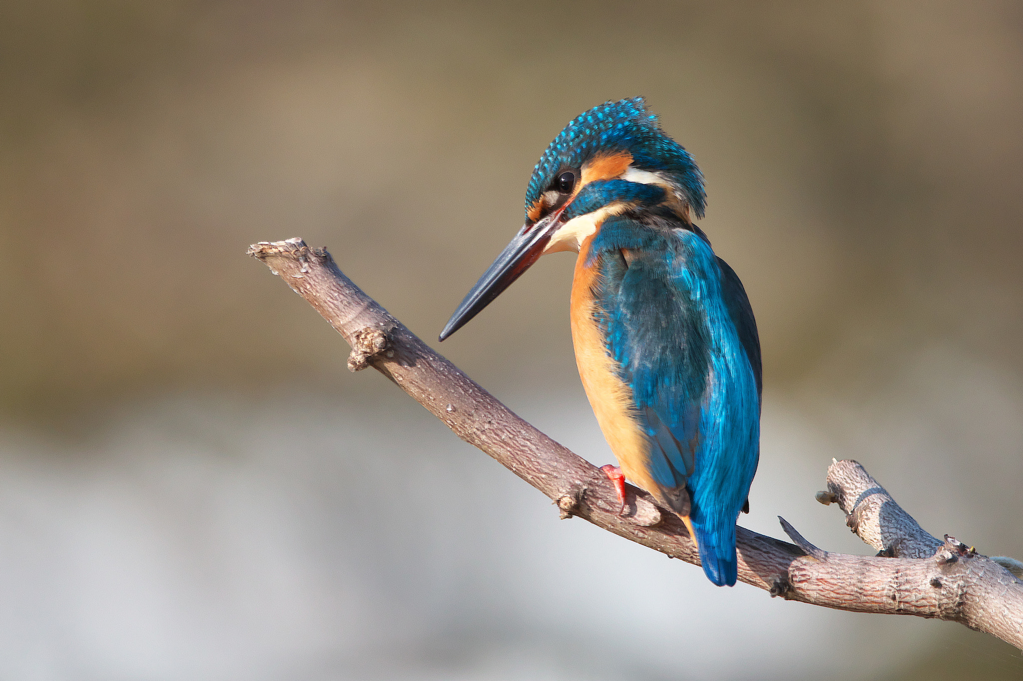Canon EF 600mm F4L IS II USM sample photo. Kingfisher photography