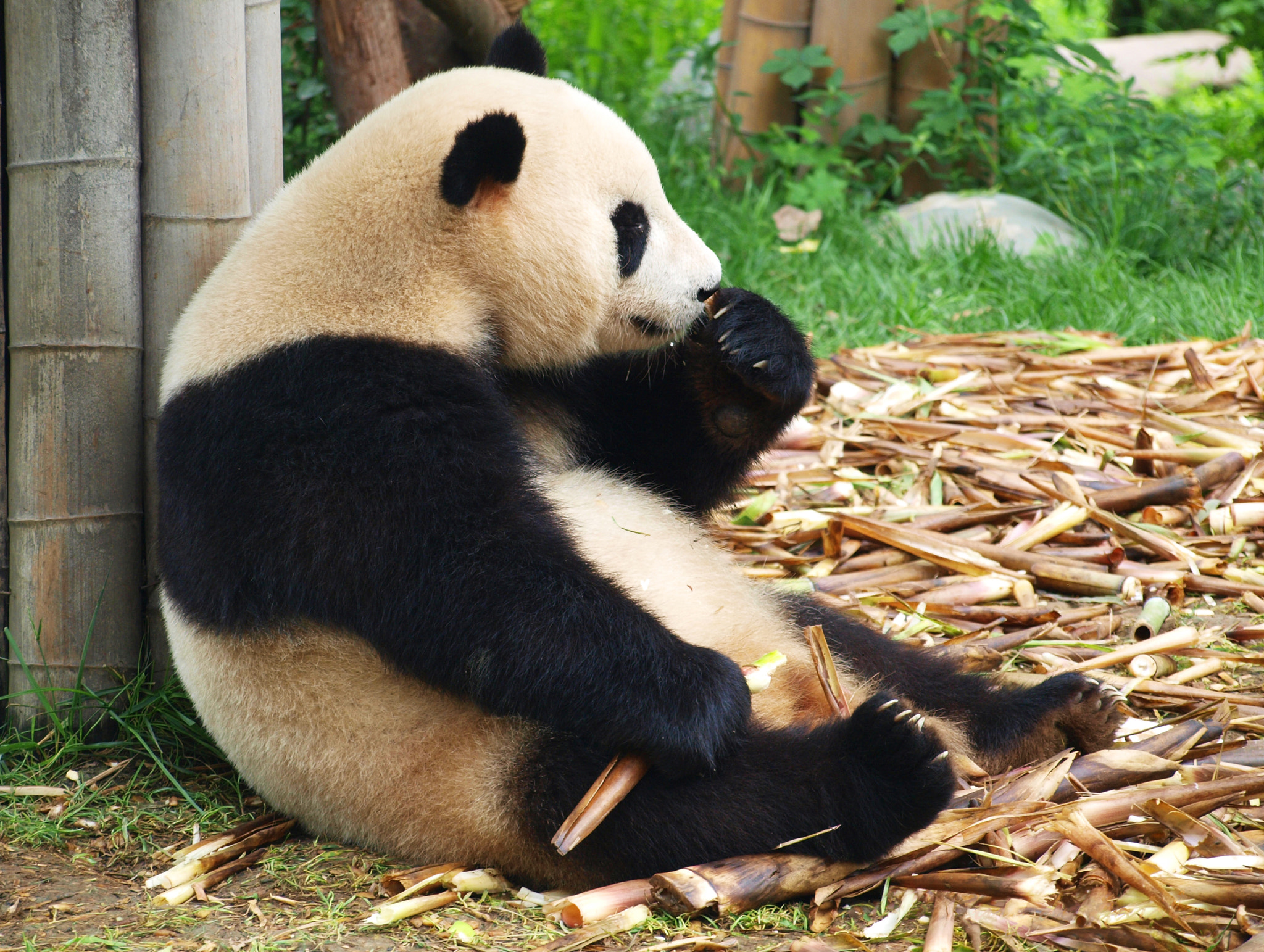 Olympus Zuiko Digital ED 40-150mm F4.0-5.6 sample photo. Relax, be a panda photography