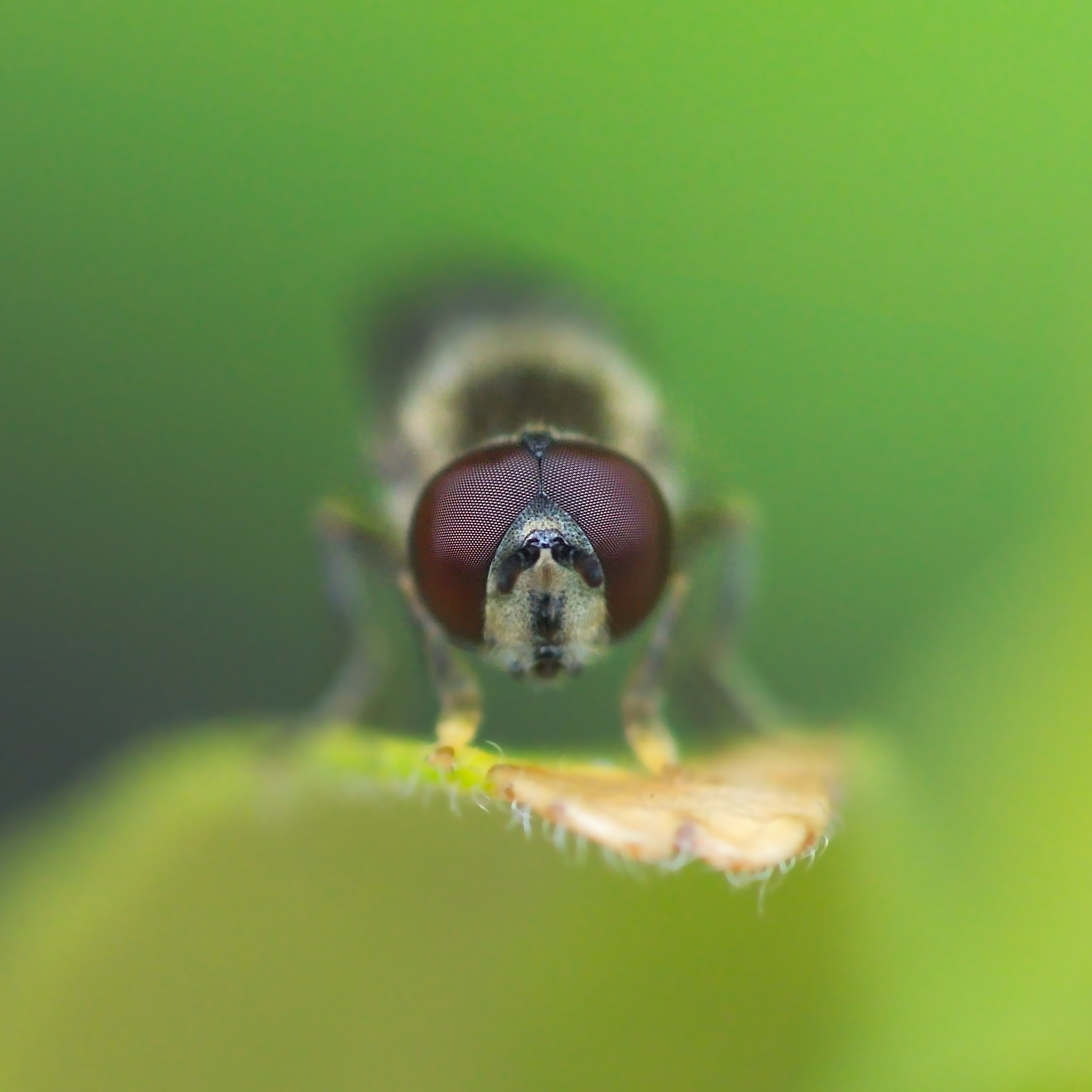 Sony SLT-A37 + Sigma 70-300mm F4-5.6 DL Macro sample photo. The big red goggles photography
