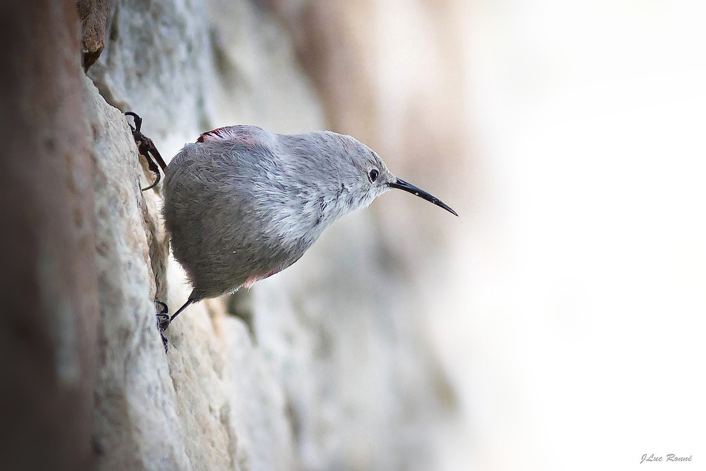 Canon EOS 7D + Canon EF 300mm f/2.8L sample photo. Tichodroma muraria (2) photography